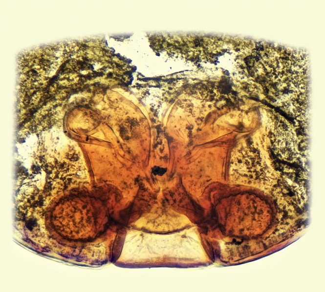 Datei:Typhochrestus bogarti Vulva 20180210182506-56070a58-me.jpg