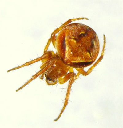 Araneus sturmi f Oertel.JPG