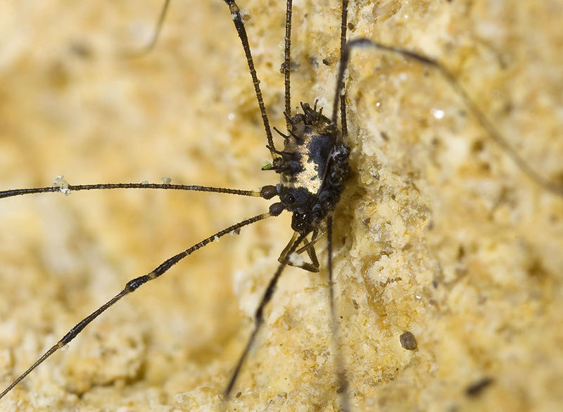 Datei:Centetostoma-baciliferum Dordogne 11-09 02.jpg