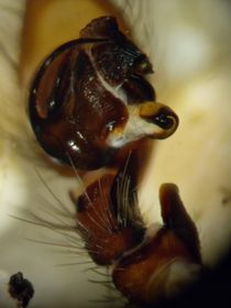 Coelotes atropos Tibialapophyse 2 ABach.jpg