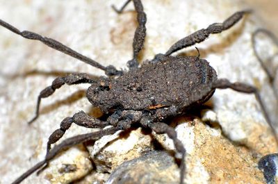 Dicranolasma verhoeffi Bosnia-Herzegovina, Livno.jpg