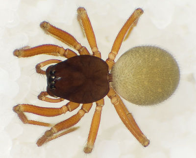 Micrargus-herbigradus HoherBerg 10-02 01.jpg