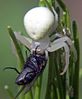 Misumena vatia Fam. Thomisidae
