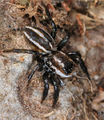 Vorschaubild der Version vom 18:10, 8. Sep. 2011