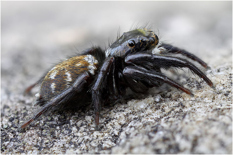 Datei:Pseudeuophrys obsoleta male lateral Schaefer.jpg
