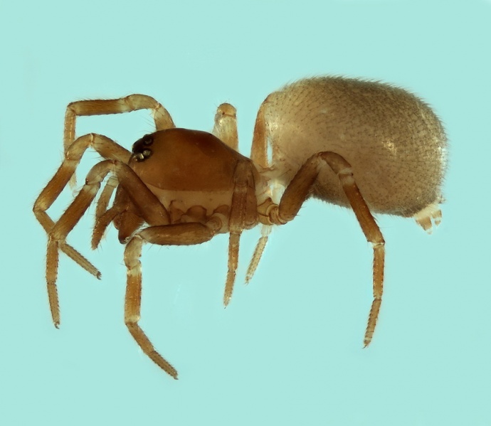 Datei:Tapinocyba ventosa female 20171218210650-43e464ba-me.jpg