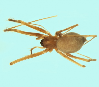 Troglohyphantes affirmatus female 20180107185215-b412efcc-me.jpg