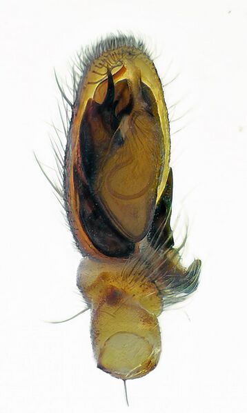 Datei:Clubiona reclusa.jpg