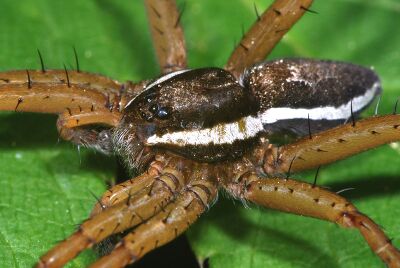 Dolomedes fimbriatus m.JPG