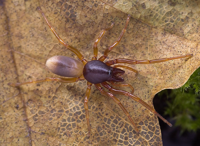 Datei:Dysdera-cribrata Alpen-Monesi 14-11 03-female.jpg