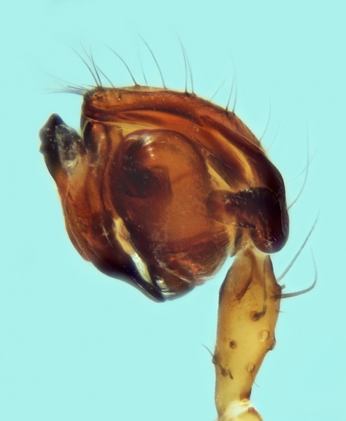 Datei:Ero flammeola male palp 20171218201308-06ed7171-me.jpg