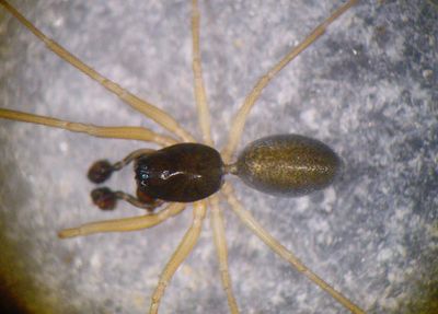 Meioneta rurestris 5 1024.jpg